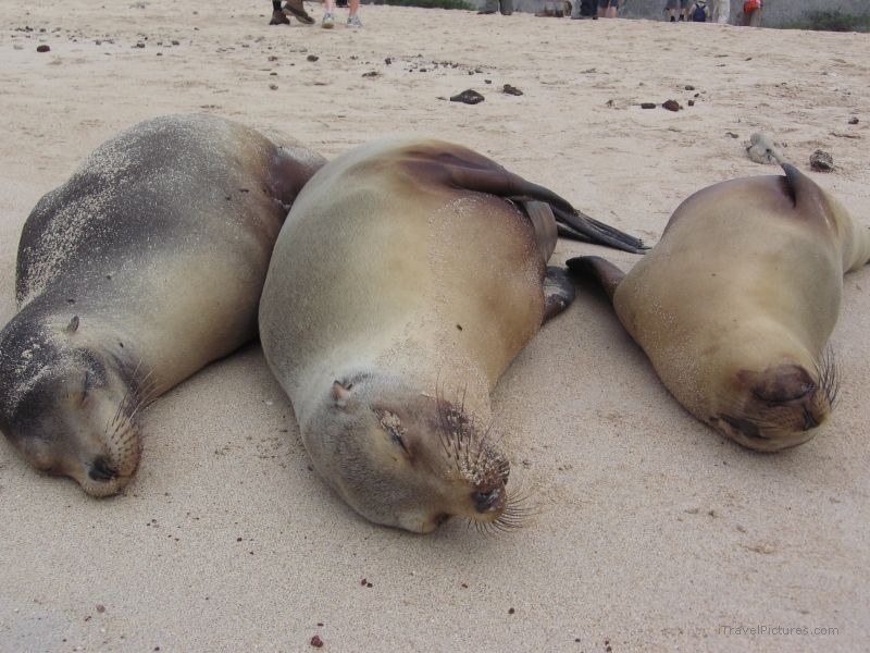 sea lions Galapagos sea lion sleeping
